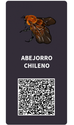 Tarjetas_Abejorro Tarjetas_Abejorro
