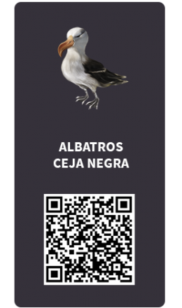 Tarjetas_Albatros ceja negra Tarjetas_Albatros ceja negra