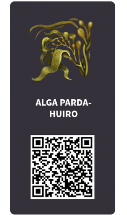 Tarjetas_Alga parda-Huiro Tarjetas_Alga parda-Huiro