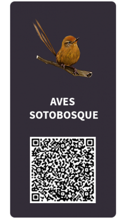 Tarjetas_Aves_sotobosque Tarjetas_Aves_sotobosque