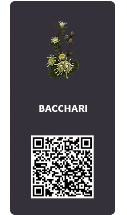 Tarjetas_Bacchari Tarjetas_Bacchari