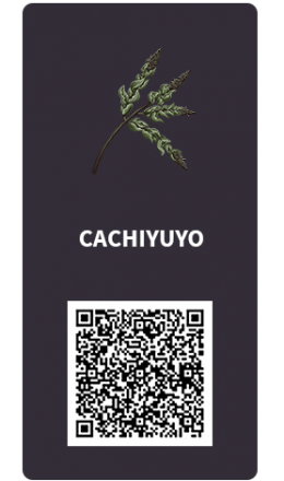 Tarjetas_Cachiyuyo Tarjetas_Cachiyuyo