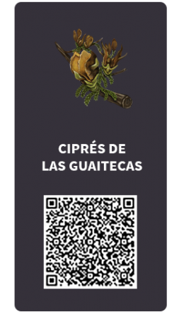 Tarjetas_Cipres de las Guaitecas Tarjetas_Cipres de las Guaitecas