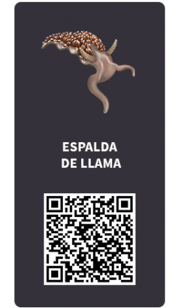 Tarjetas_Espalda de llama Tarjetas_Espalda de llama