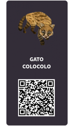 Tarjetas_Gato-colocolo Tarjetas_Gato-colocolo