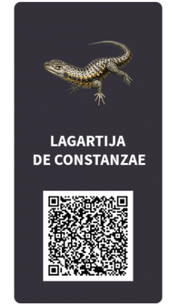 Tarjetas_Lagartija de Constanzae Tarjetas_Lagartija de Constanzae