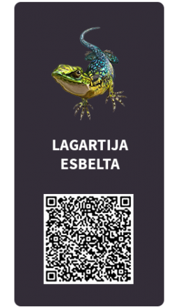 Tarjetas_Lagartija_Esbelta Tarjetas_Lagartija_Esbelta
