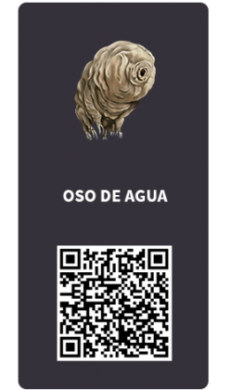 Tarjetas_Oso de agua Tarjetas_Oso de agua