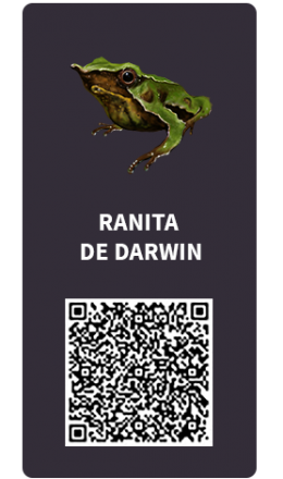 Tarjetas_Ranita_darwin Tarjetas_Ranita_darwin