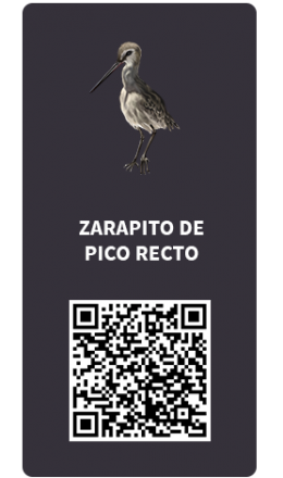 Tarjetas_Zarapito pico recto Tarjetas_Zarapito pico recto