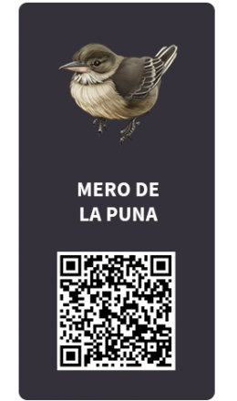 Tarjetas_mero de la puna Tarjetas_mero de la puna