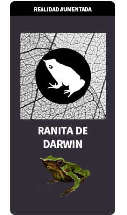 TARJETAS RA RANITA TARJETAS RA RANITA