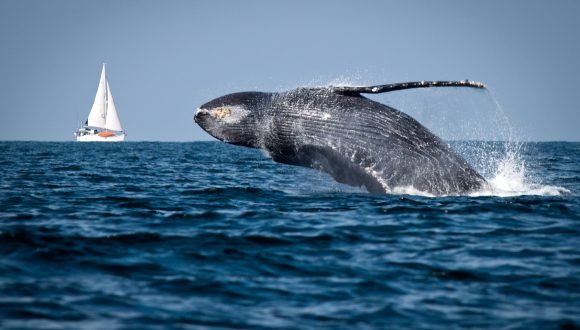 [Futuro 360] Chile es el primer país latinoamericano en instalar boyas inteligentes para proteger a las ballenas y al medio ambiente