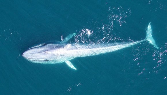 [La Tercera] ¿Viva o muerta? Inédito estudio fija el valor económico de la ballena azul en Chile, el animal más grande del mundo