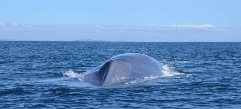 [Cooperativa Podcast] ¿Cuánto vale una ballena azul?