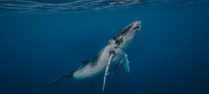 [Emol] Conoce The Blue Boat Initiative: El proyecto científico para proteger a las ballenas