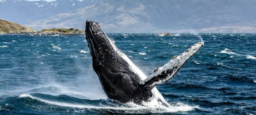 [La Tercera] Cuatro ballenas han muerto este año por colisión con embarcaciones: campaña busca visibilizar peligros que enfrentan cetáceos en Chile