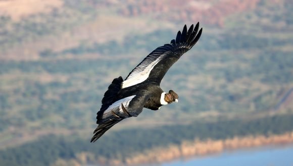 [Ladera Sur] Mirador de Cóndores se transformará en la segunda Reserva Natural Municipal del Cajón del Maipo