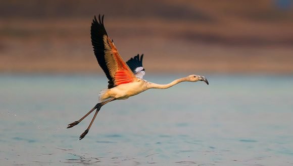 [Futuro 360] Chile posee 3 de las 6 especies de flamencos en el mundo: Zoológico Nacional busca protegerlos de las mineras