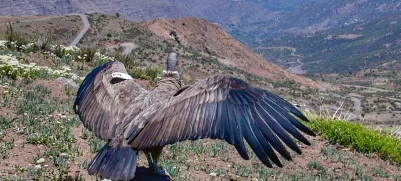 [La Tercera] Uno no podía volar y el otro nació en cautiverio: liberan a emblemática especie en el Cajón del Maipo