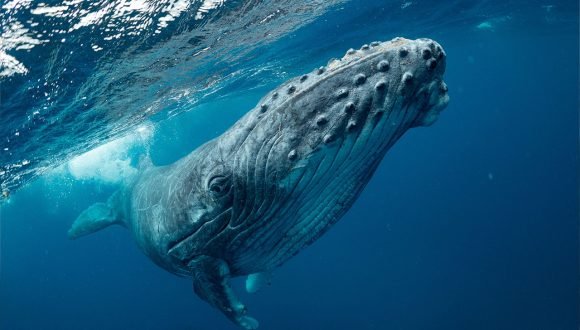 [Columna – Diario Sustentable] El desafío de proteger a las ballenas