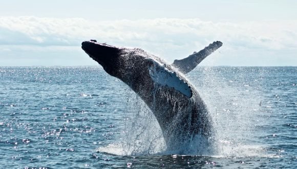[Columna – El Mercurio] Conservación de ballenas
