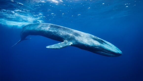 [El Mostrador Columna] Urgente protección de los océanos