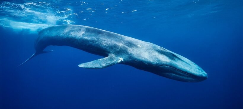 [El Mostrador Columna] Urgente protección de los océanos